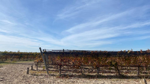 Venta | Finca | Anchoris | Tupungato | Mendoza