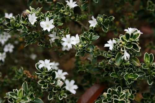 Planta De Cerissa Serissa Plantin Ideal Bonsai Flor Blanca