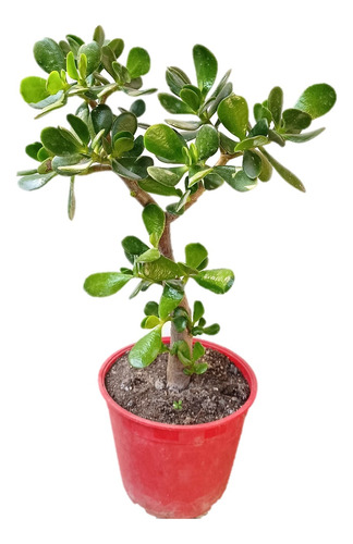 Planta De Jade - Árbol De La Abundancia, Prosperidad, Dinero