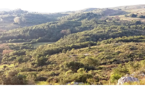 Imagen 5 de 30 de Campo 142 Hectareas Ganadero Forestal Lavalleja
