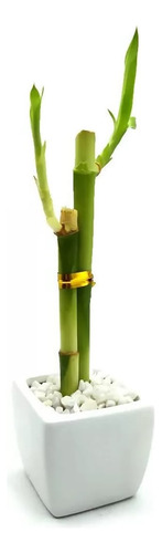 Kit Com 3x Vaso Quadrado Branco Com Bambu Da Sorte