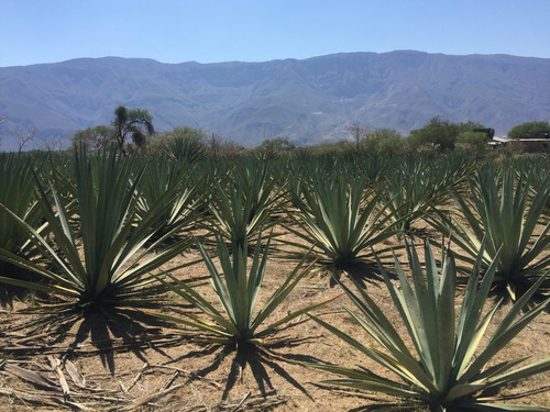 Proyeccion Financiera Para Destiladora De Agave