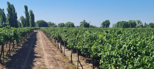 Imagen 3 de 13 de 6,1 Ha Parrales Colonia Segovia