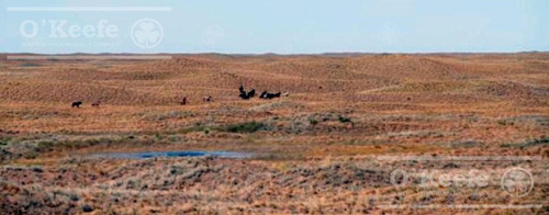 Campo En Venta De 27950 Has En Gral Alvear Mendoza. Armada Para Cria/recria