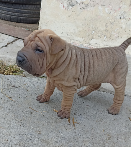 Sharpei Chino