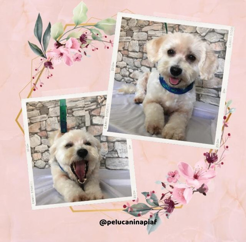 Imagen 5 de 12 de Peluquería Canina - Traslados Para Mascotas - Reiki Y Gemo.