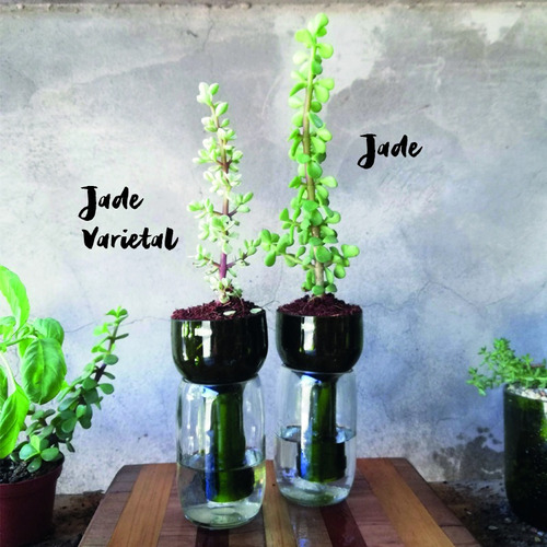  Jade Little Plant 15, Maceta Autorregante