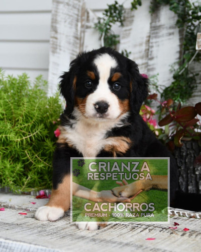 Cachorros Boyero De Berna, Machos Y Hembras Robustos, Puros