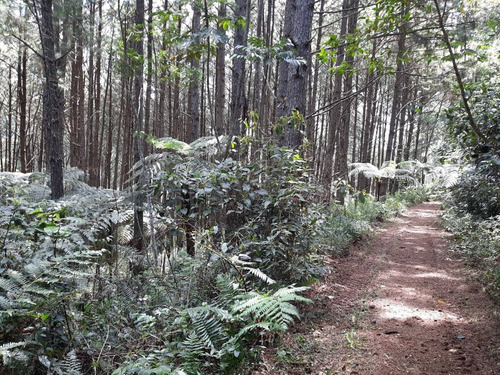 Imagem 13 de 30 de Sítio Em Juquitiba