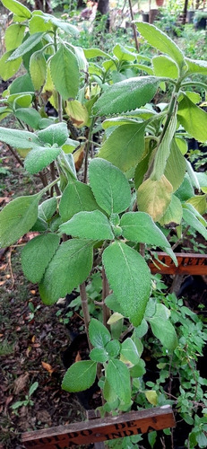 Boldo De La India, Planta, Organica