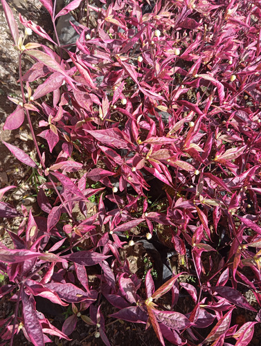 Plantas Teresita