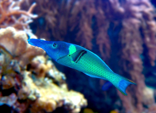 Pez Marino - Gomphosus Varius - Labrido Pájaro