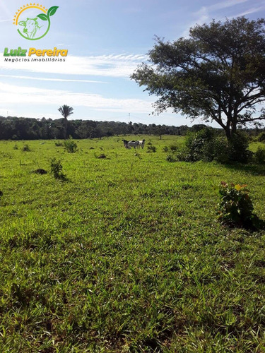 Imagem 2 de 15 de Fazenda Á Venda Em Dois Irmãos - To - 760 Hectares (dupla Aptidão) - 2086