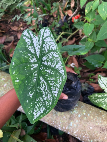 Kit 10 Caladium Branco (bulbos)
