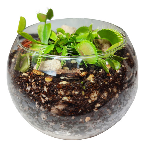 Terrario Planta Carnivora (para Armar)