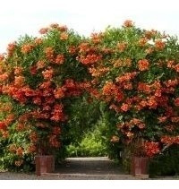 Imagem 10 de 10 de Mudas De Trombeta Chinesa - Campsis Grandiflora