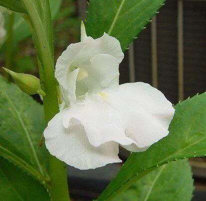 60 Sementes De Beijo-de-frade Branco (impatiens Balsamina) | Parcelamento  sem juros