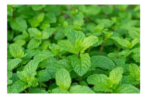 70 Sementes De Hortelã Menta - Mentha