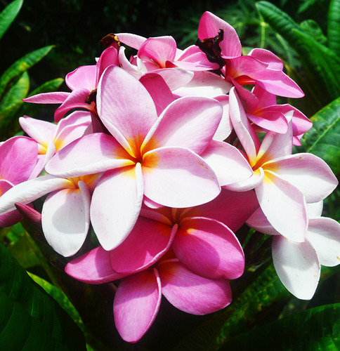 Plantas Flor De Mayo, Arbol De Flores Rosadas En Ramillete