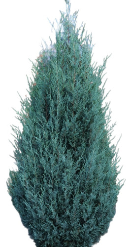 Pino Azul, Juniperus Scopulorum Blue,  10lts