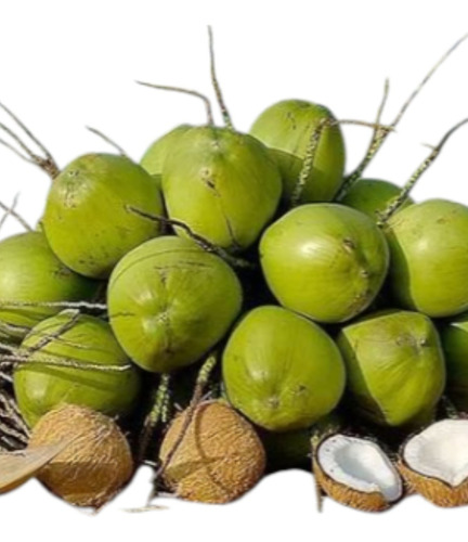 Palmera Coco Bahia
