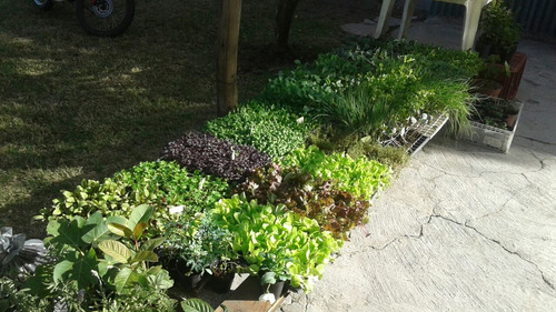 Imagen 1 de 6 de Plantines Para Huerta Por Docena