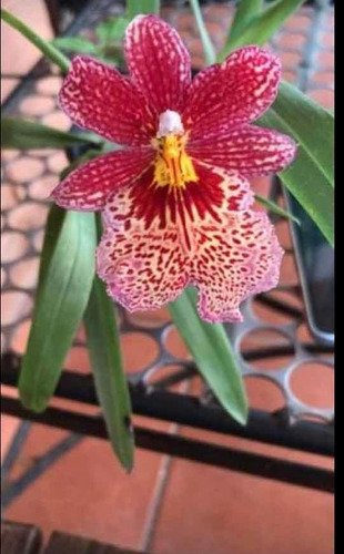Imagen 4 de 5 de Orquídeas Miltoniopsis Varios Colores