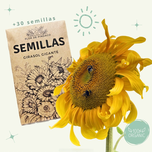 Semillas De Girasol Gigante Organicas | Flor De Pindaco