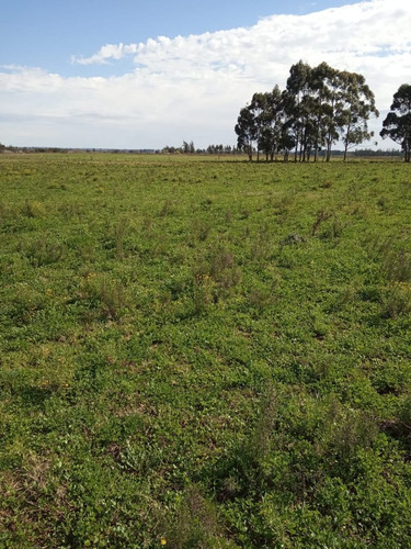 9 Has A 5 Km De Tala - Chacra, Campo