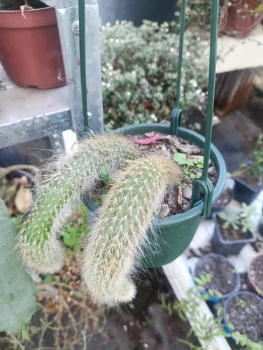 Planta Cactus Cola De Mono