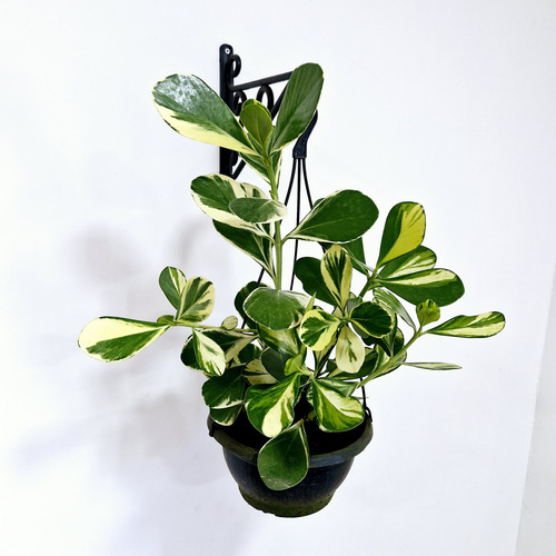 02 Muda Clusia Major Fluminensis Rosea - Clusia Variegata