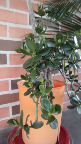 Matas De Jade Semi Bonsay