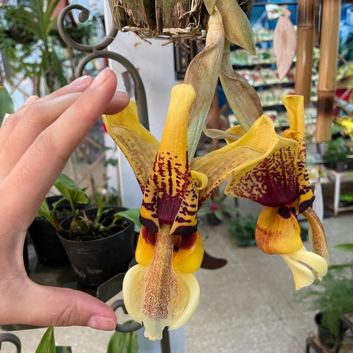 Stanhopea Tigrina (orquídea Passarinho)