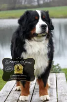 Comprar Cachorros Boyero De Berna  Puros Y Adorables 100% Puros.