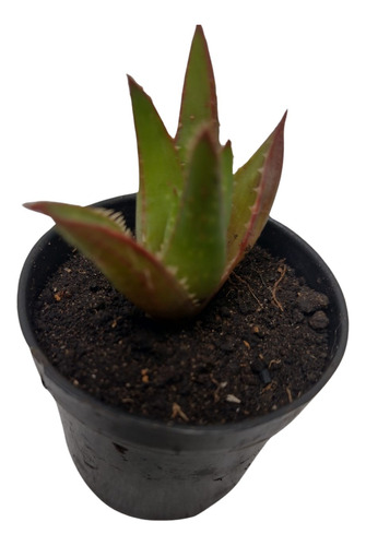 Mini Sabila (aloe Vera) Suculenta Regalos Recuerdos 