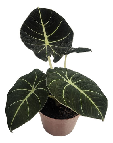 Alocasia Black Velvet Veludo Rara P12 Planta Natural