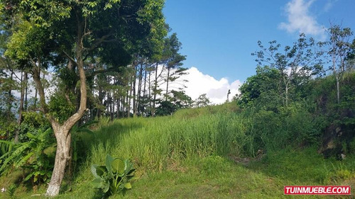 Imagen 5 de 5 de Parcela - Terreno De 7000 M2 En Carialinda