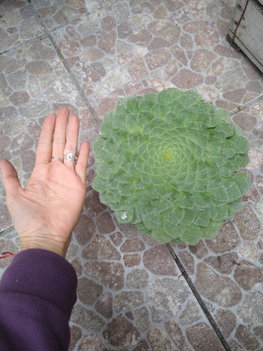 Suculenta Aeonium Tabulaeforme
