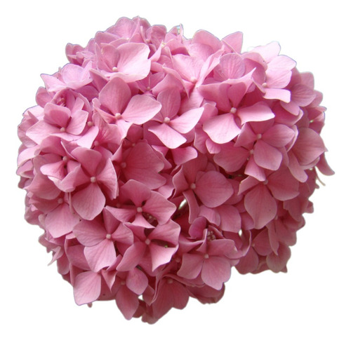 Hortensia, Hydrangea Macrophylla 4lts