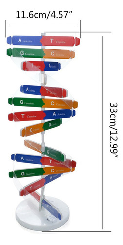 Juguete Modelo De Adn Para Niños Estructura De Adn Rompecabe
