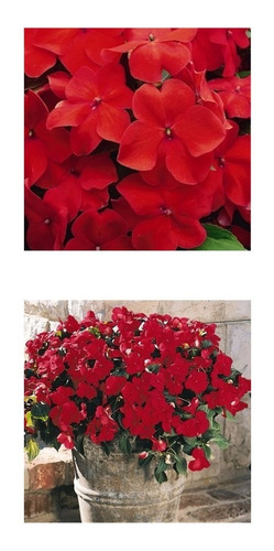 Impatiens Walleriana Vermelho Baby Scarlet Beijinho Sementes