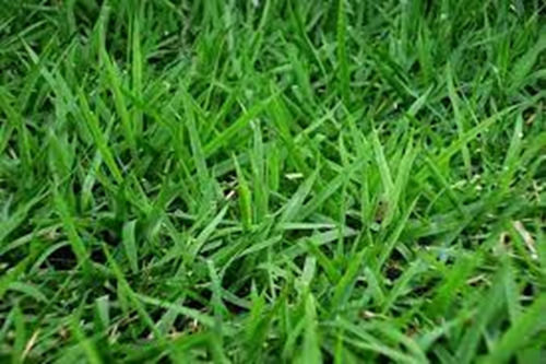 Sementes De Grama Bermuda Campo De Futebol, Jardim - 5 Kg
