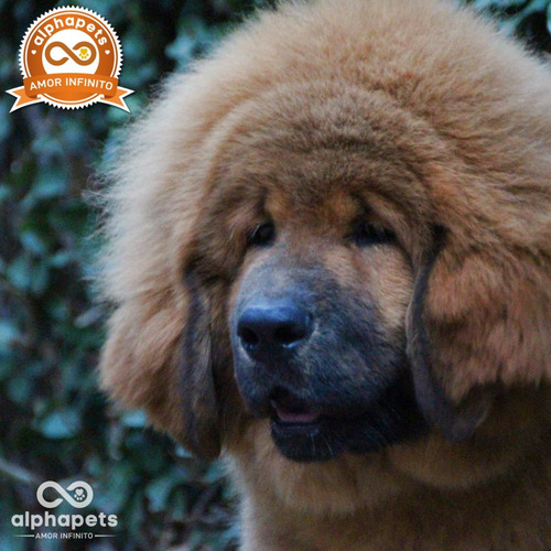 Cachorros Mastin Tibetano Unicos Ejemplares Peru Pedigree Pa