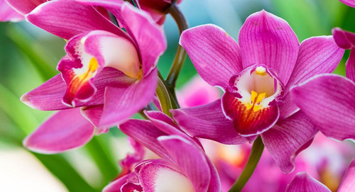 Planta Orquidea Rara, Variedad A Elegir