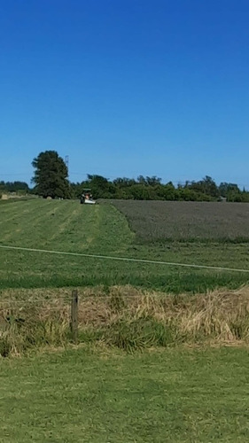 Imagen 7 de 12 de Fardos De Alfalfa Pura 100%