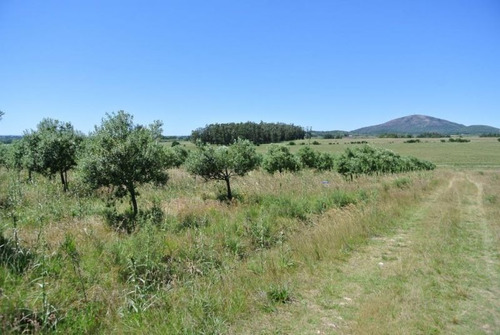 Quinta | Camino Amilcar Pelufo