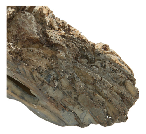 Adorno De Resina Para Acuario Con Diseño De Fósil De Dinosau