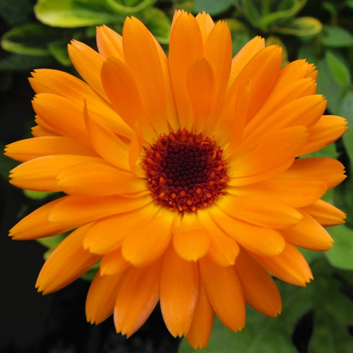 Semillas Calendula Marigold Y A