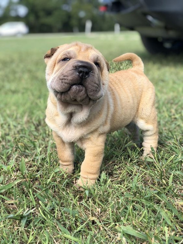 Filhotes De Sharpei 