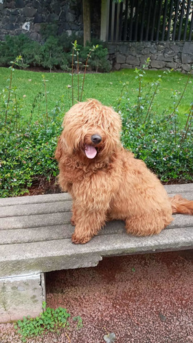 Imagen 5 de 5 de Hermosos Cachorros Goldendoodles F3